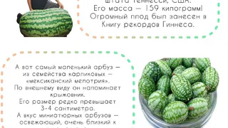 3 августа - День арбуза