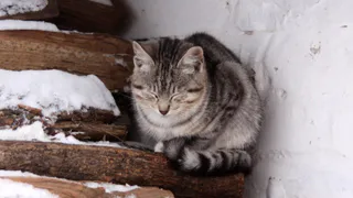 Помощь бездомным животным: правительство России обязало открыть подвалы домов