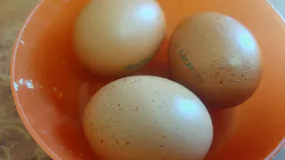 Правда и ложь о яйцах