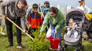 Осенью в Нижнекамске планируют высадить более ста тысяч деревьев