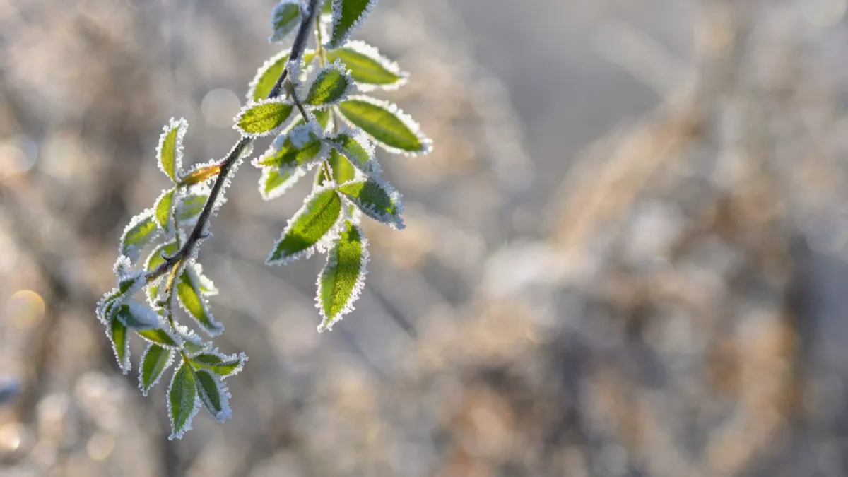 В Татарстане 10 мая ожидаются ночные заморозки до -1°C