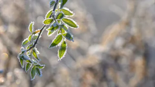 В Татарстане 10 мая ожидаются ночные заморозки до -1°C