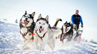 В Нижнекамске организуют гонки на собачьих упряжках 