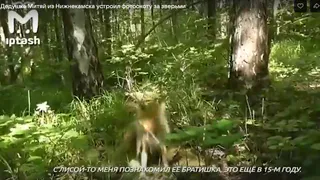 Дедушка Митяй из Нижнекамска устроил охоту за зверьми