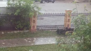 Вновь в Нижнекамске бездомные собаки напали на кошку