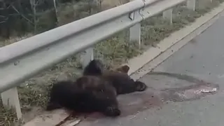 В Елабужском районе водитель насмерть сбил медвежонка и скрылся с места ДТП