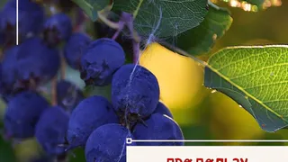 Богата железом, калием и кальцием, оказывает противовоспалительное действие, стимулирует перистальтики кишечника