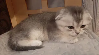 Можно ли купать кошек?