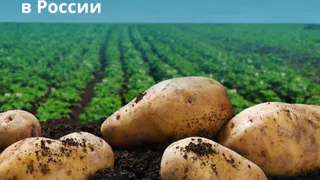 Татарстан в России занимает второе место по производству картофеля