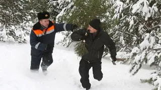 В нижнекамских лесах будут ловить елочных воришек