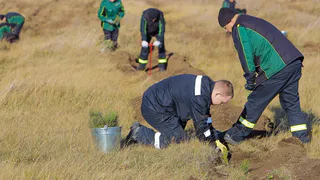 В Нижнекамском районе посадят более 113 гектаров леса