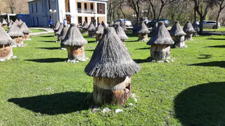 Что делать, если укусила оса?