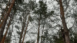 Пропавший 31 декабря 22-летний житель Татарстана найден мертвым в лесу в Удмуртии