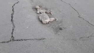 «Земля уходит из-под ног»: в Нижнекамске образовался очередной провал в асфальте