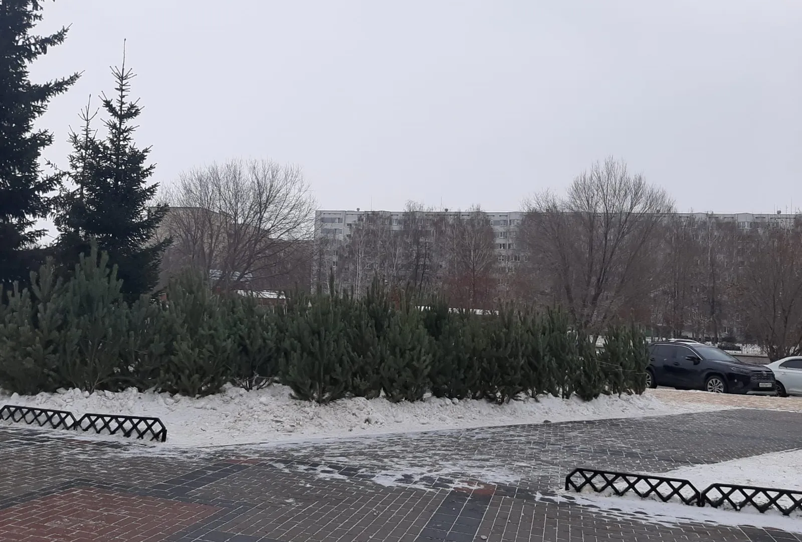 В Нижнекамске открылись ёлочные базары