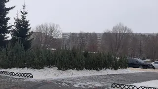 В Нижнекамске открылись ёлочные базары