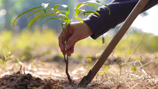В Нижнекамске проходит вторая волна проекта по озеленению города
