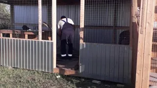 В Нижнекамске обокрали частный приют для животных