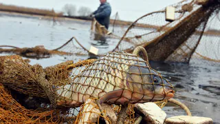 В Татарстане за три года выросло число браконьеров