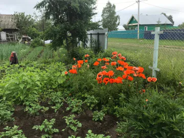 В Татарстане пожилого мужчину, который выращивал в огороде мак, могут признать преступником