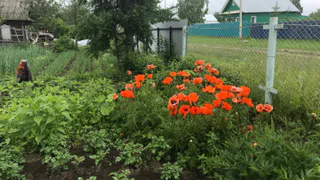 В Татарстане пожилого мужчину, который выращивал в огороде мак, могут признать преступником