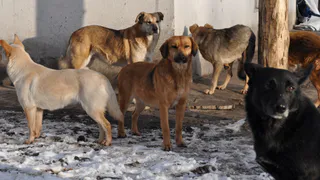 В Татарстане стая бродячих собак напала на детей