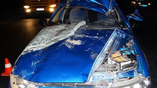 На дороги стали выбегать лесные животные