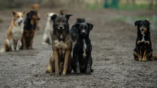 Жительница Нижнекамска подала петицию за усыпление бродячих собак 