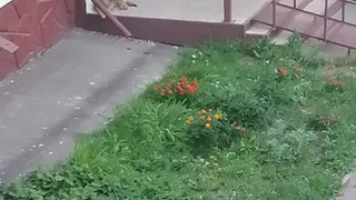 В одном из дворов Нижнекамска собака держит в страхе жителей 