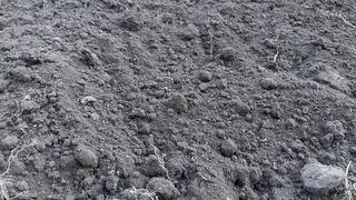 В Татарстане 2 тыс. гекторов земли пустили под заросли и свалки
