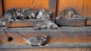 В Нижнекамских школах будут травить мышей и тараканов