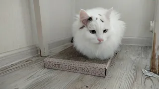 Каких людей не любят кошки - шипят, кусаются и морщатся. Проверьте, есть ли вы в этом списке
