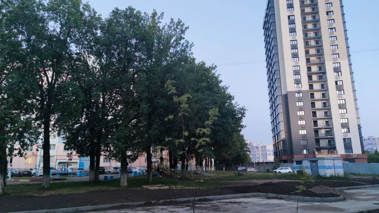 Вырубят ли дубы по проспекту Мира в Нижнекамске?