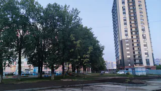 Вырубят ли дубы по проспекту Мира в Нижнекамске?
