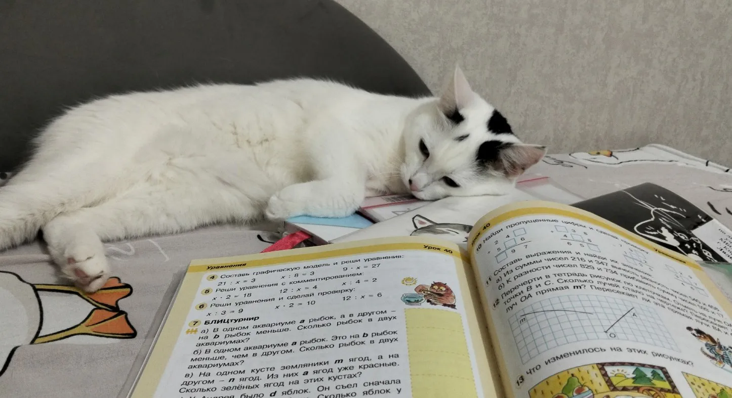 4 скрытых симптома у кошек, которые нельзя игнорировать. Обязан знать каждый владелец