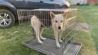 В Нижнекамске начали отлавливать агрессивных бездомных собак