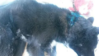 В Татарстане хозяева несколько лет морили собаку голодом