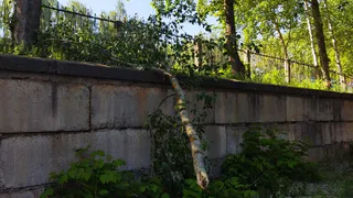 В Нижнекамске ветром сломало ствол дерева 
