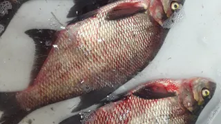 Топ-5 продуктов для хорошего гемоглобина