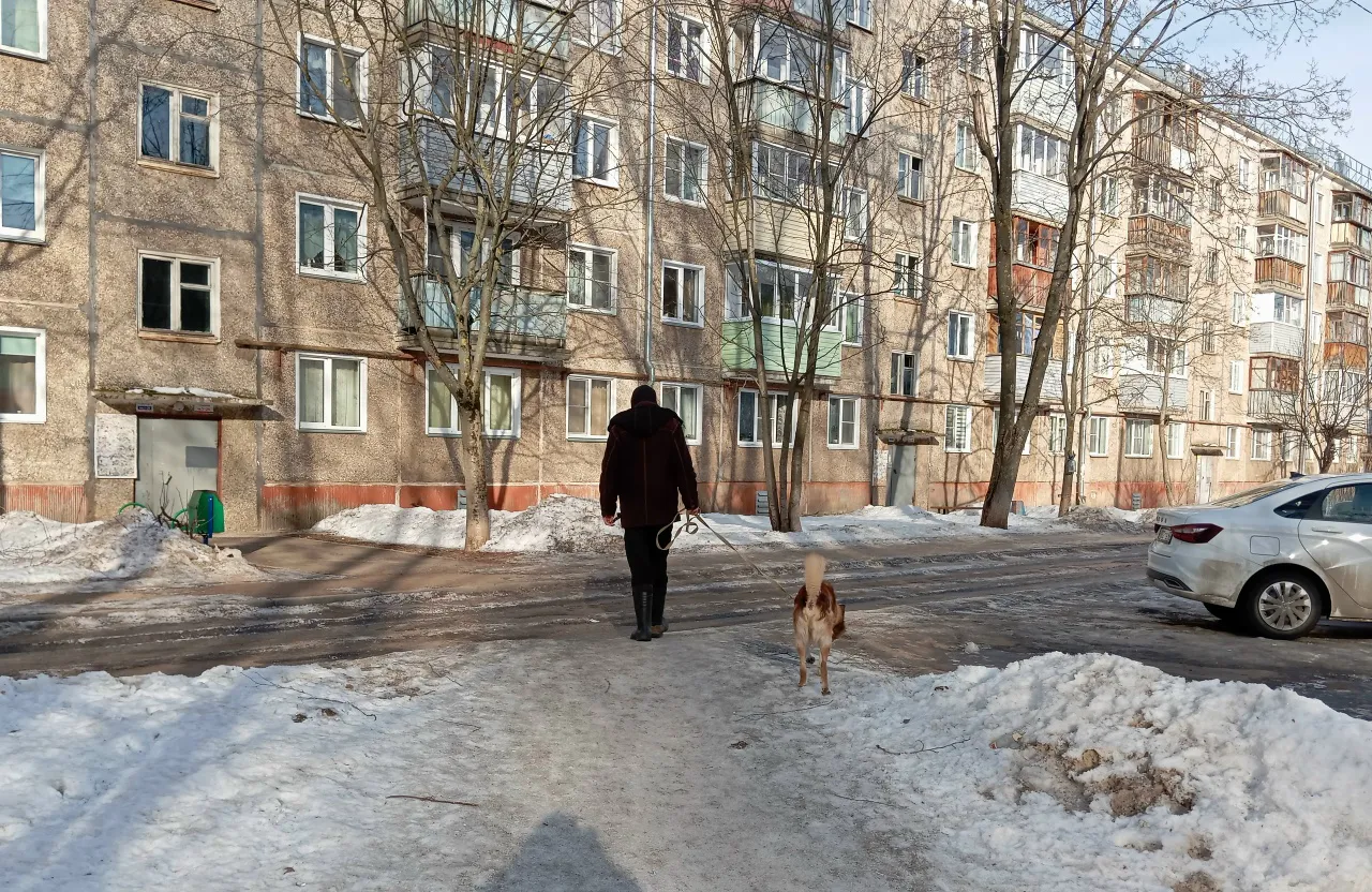 В Зеленодольском районе нашли причину увеличения числа бездомных собак