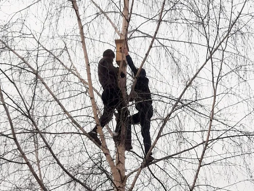 В Нижнекамске во дворе многоэтажек создали экозону со скворечниками