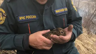 Милота дня: ушастое спасение произошло в Северной Осетии