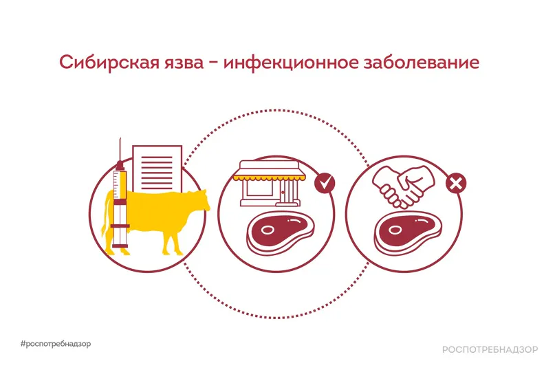 Как избежать сибирской язвы?