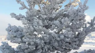 Погода на ближайшие дни: местами метель, снег