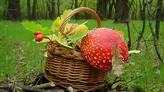 Началось: нижнекамец отравился грибами