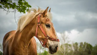Житель Нижнекамского района лишился крупной суммы, пытаясь продать коня 
