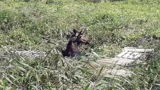 В Нижнекамске спасатели не дали утонуть лосю