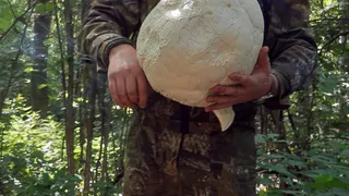 Нижнекамец нашел гриб весом 3,5 кг