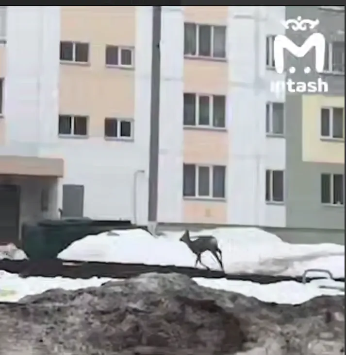 Косуля вторые сутки бродит по Нижнекамску и не может найти выход