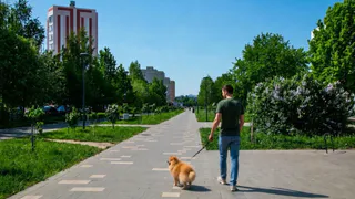 В Нижнекамске начались рейды по выявлению незарегистрированных собак